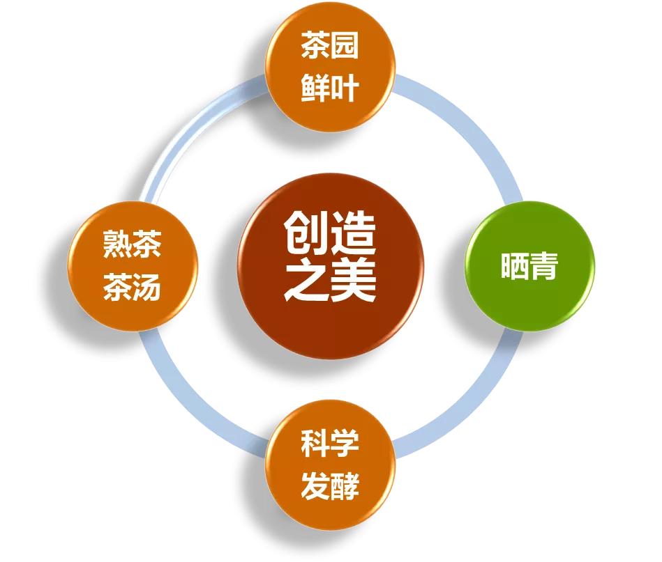 普洱茶小科普,普洱茶英文科普