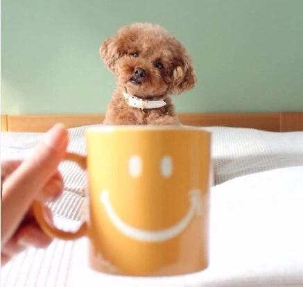 怎么挑选纯种黑贵宾,巨型贵宾纯种怎么看