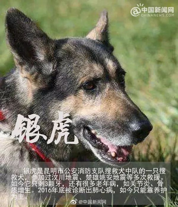 汶川地震狗救了32条人命,汶川地震狗狗救人21人