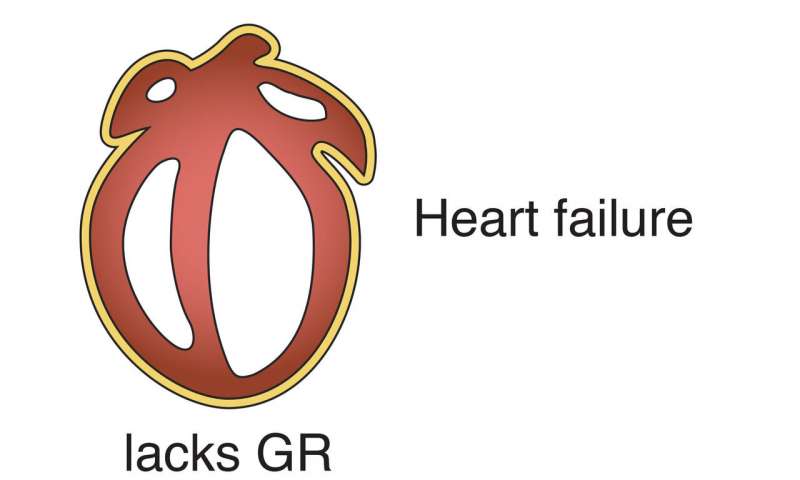 健康的心脏需要两种蛋白质一起工作
