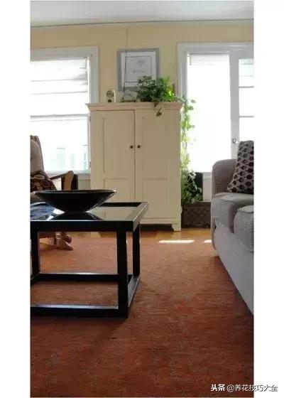 黄金葛大叶植物,黄金葛绿植