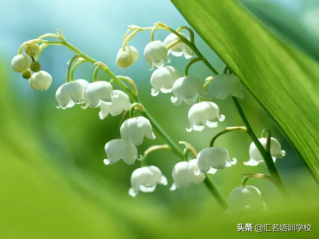 花艺十六种手法,流行花艺简单教学