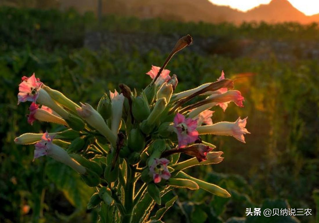 大葱育苗封草技术,烟苗苗床管理