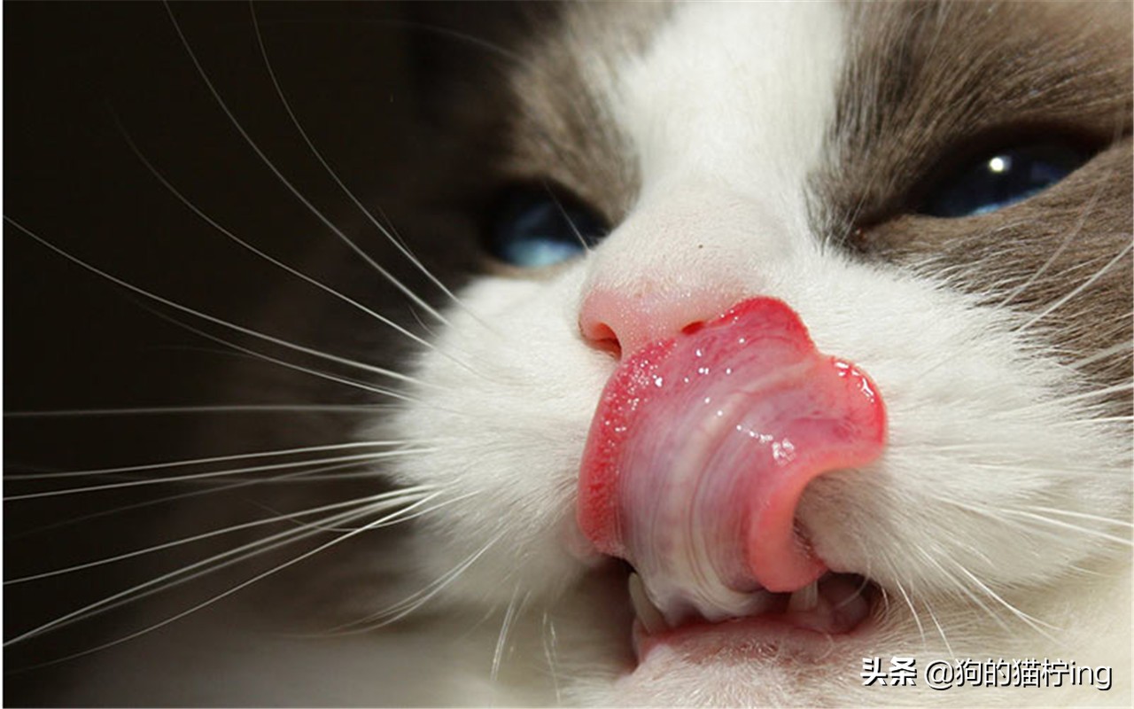 猫咪低温会脱水么,小奶猫咪脱水补水的最佳方法