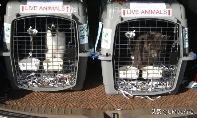 小猫咪托运怎样才最安全,如何托运小猫咪