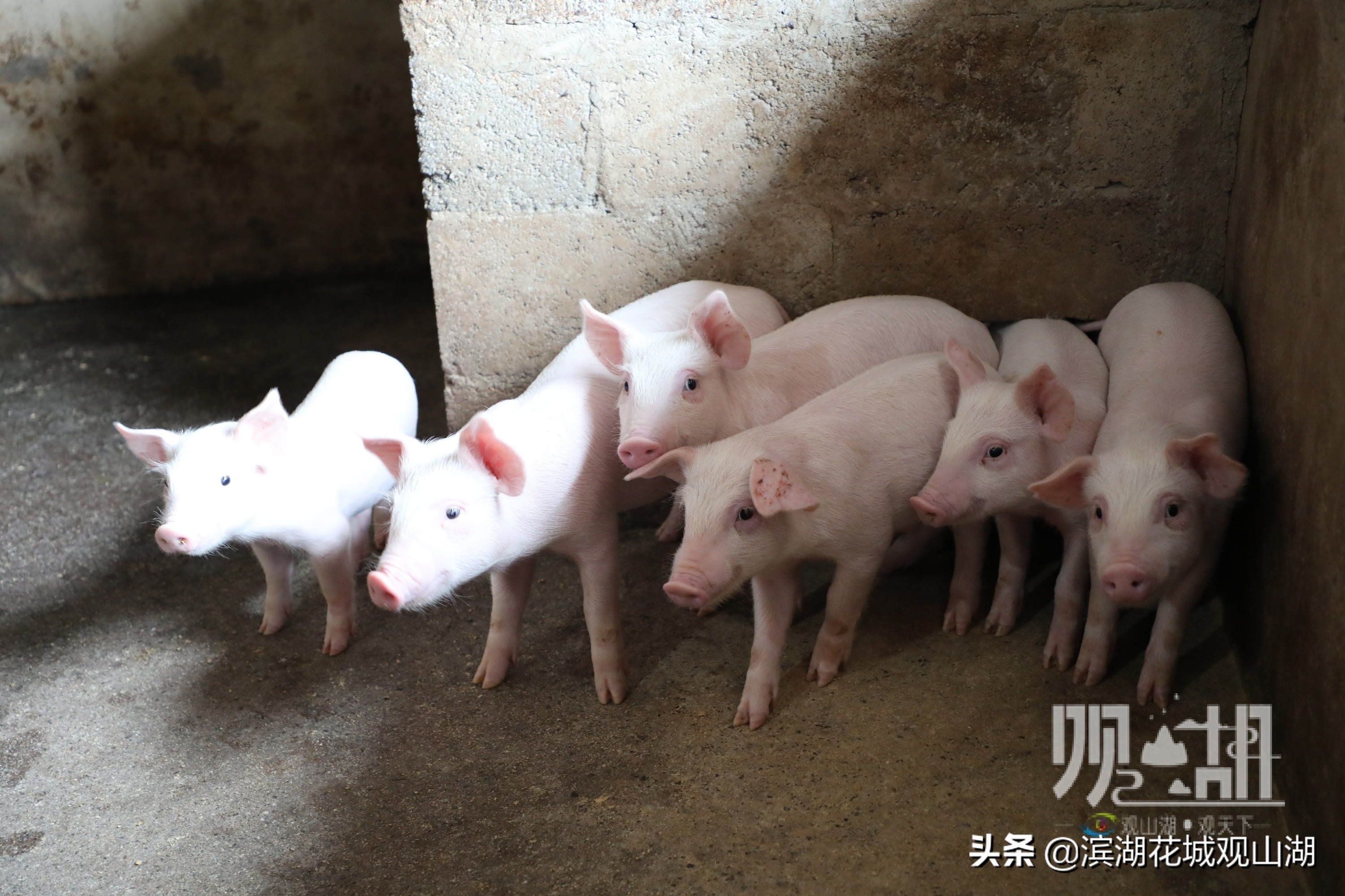 乡土观山湖|陈朝林：回乡当猪倌书写酒糟养猪“致富经”