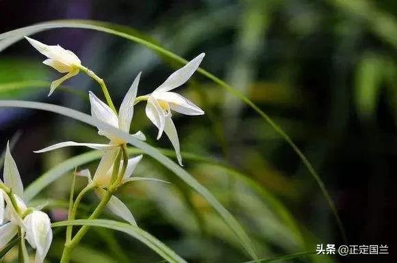 为什么兰花被称为国兰,为什么兰花又叫国兰