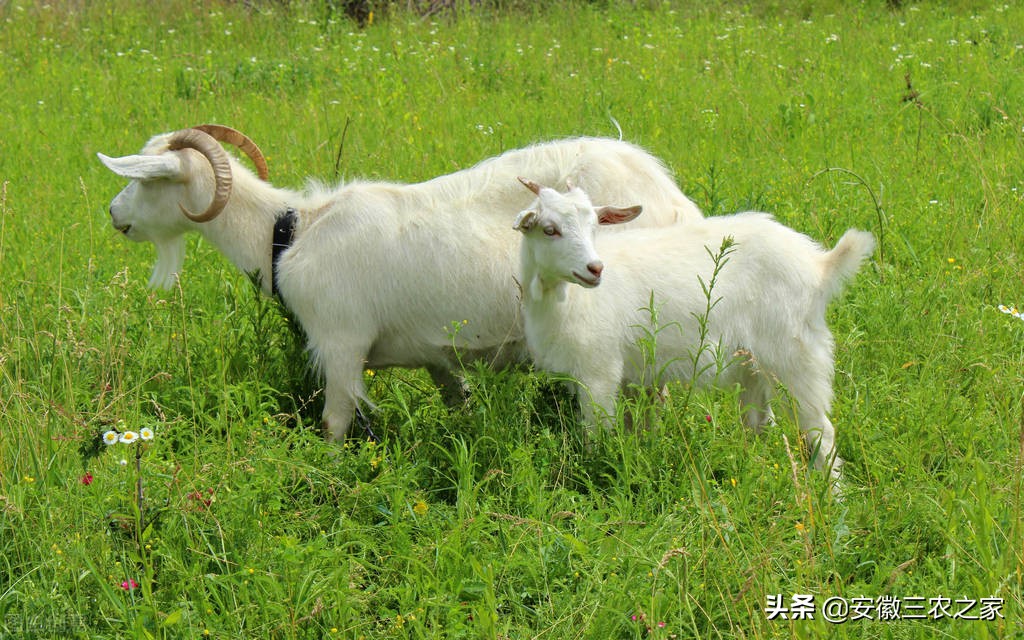 母羊受孕有什么特点,母羊的生殖特点与过程