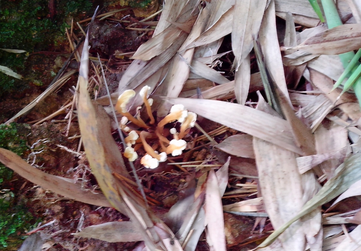 山上虫草种类及寻找时间,山里的野生虫草