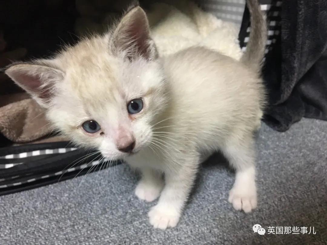 养暹罗猫会得什么病吗,养暹罗猫就像开盲盒