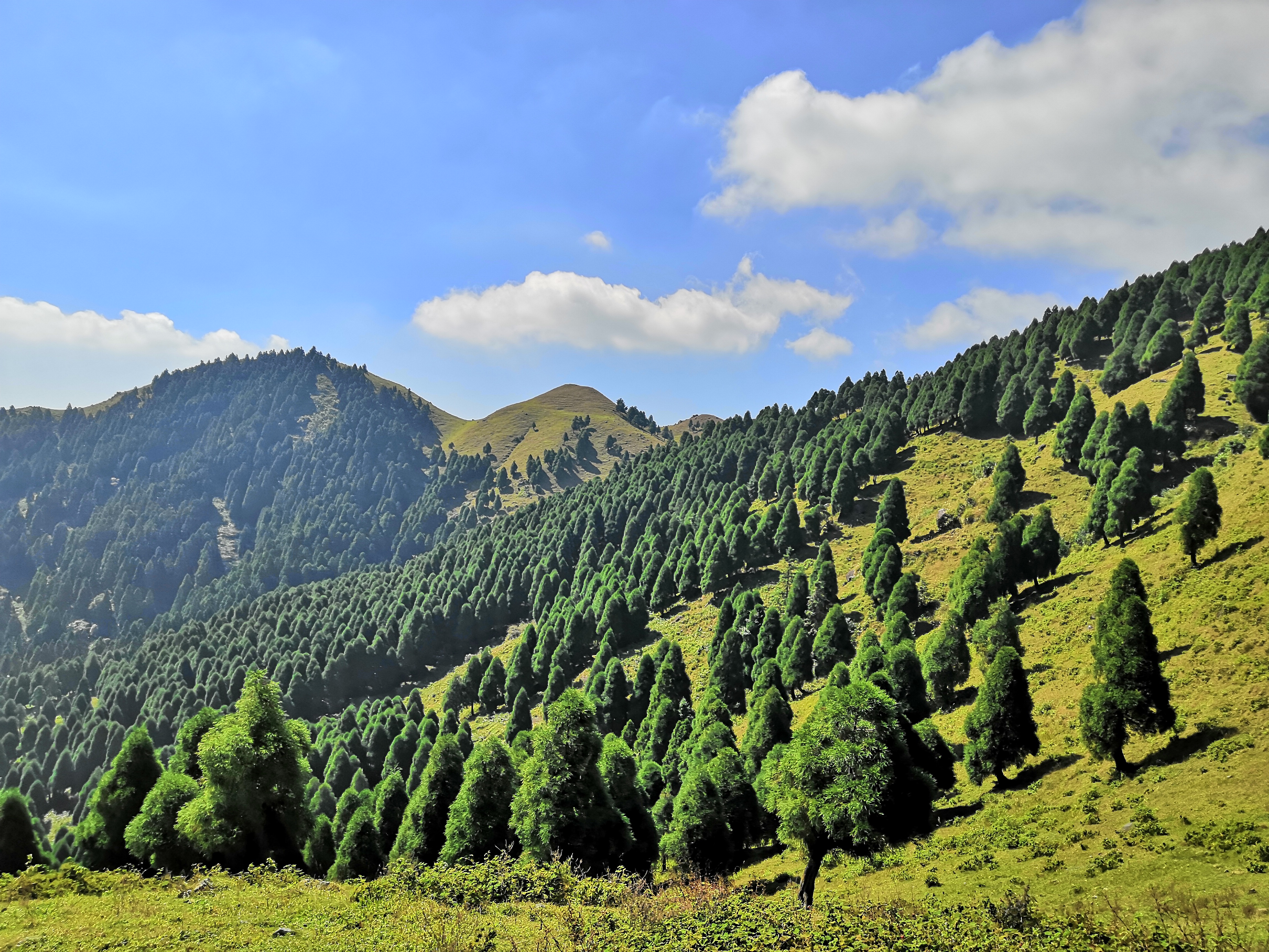 广西桉树之谜,广西摇钱树桉树