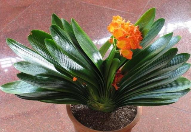 君子兰冬季养护要点爱花人看过来,君子兰冬季养殖方法和关注事项