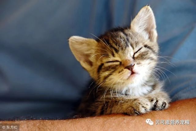 猫咪最常见的疾病,猫咪最常见的8类疾病