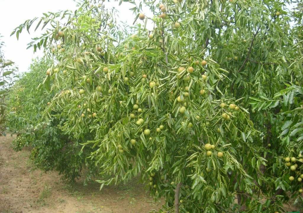 枣快成熟时为什么一直落果,大枣病虫害防治及管理