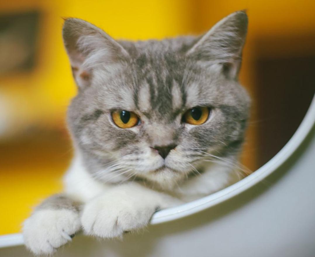 猫咪胆子小看见人就跑怎么办,猫咪胆子很小见人就吓尿