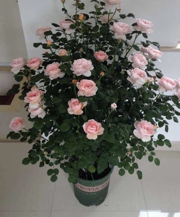 养月季，有6个“技巧”，花苞常常有，成开花机器，开花不停