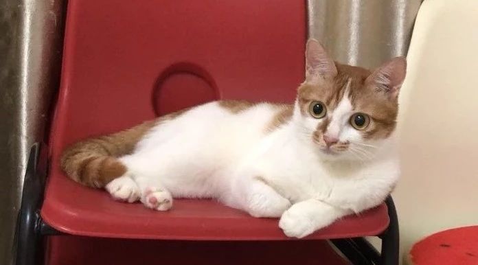 猫罐头里有卡拉胶可以吃吗,猫罐头添加瓜尔胶有什么危害吗