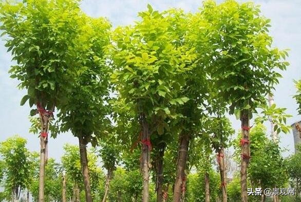 白蜡树的种植方法,白蜡树的养殖方法和关注事项