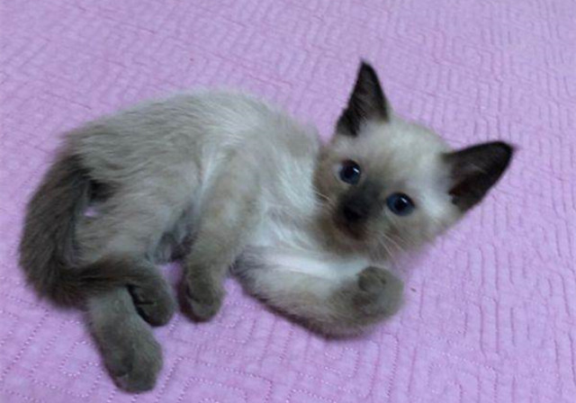 猫咪怀孕以后有什么关注事项,猫咪怀孕后关注事项