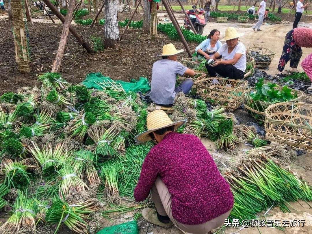 彭山竹韵廊公园,彭山竹韵廊在什么地方