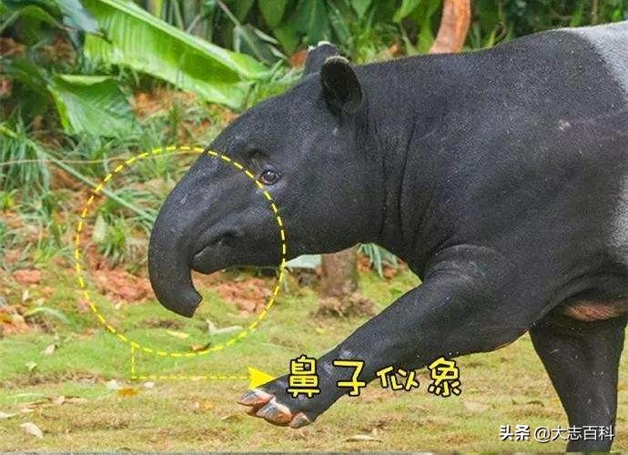 食梦貘是神兽吗,食梦兽是什么动物