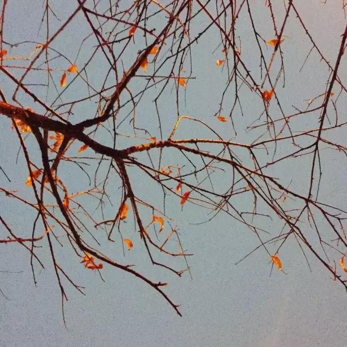 今天立冬养生秘诀全攻略,冬日藏精养肾