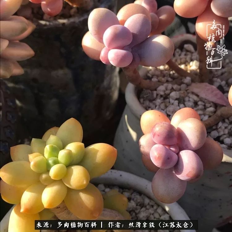 秋叶将落,秋叶即将落下你依然美丽