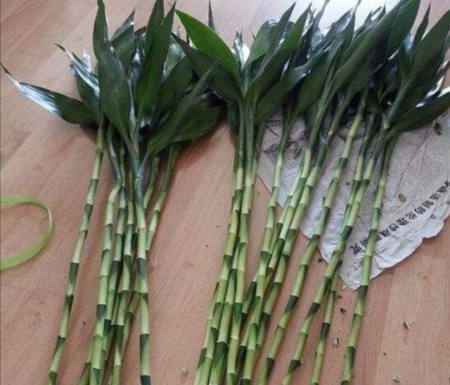 家里养的富贵竹，突然就烂根了，3种正确处理方式，预防烂根