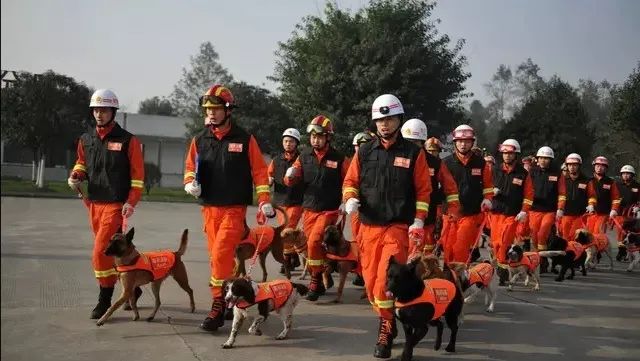 汶川地震狗救了32条人命,汶川地震狗狗救人21人