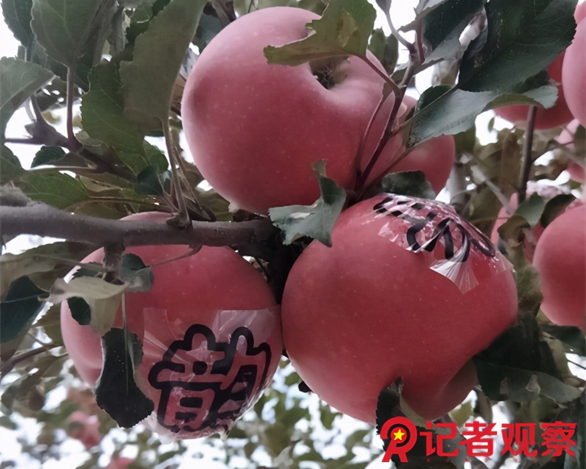 走进苹果之乡,吉县苹果小镇