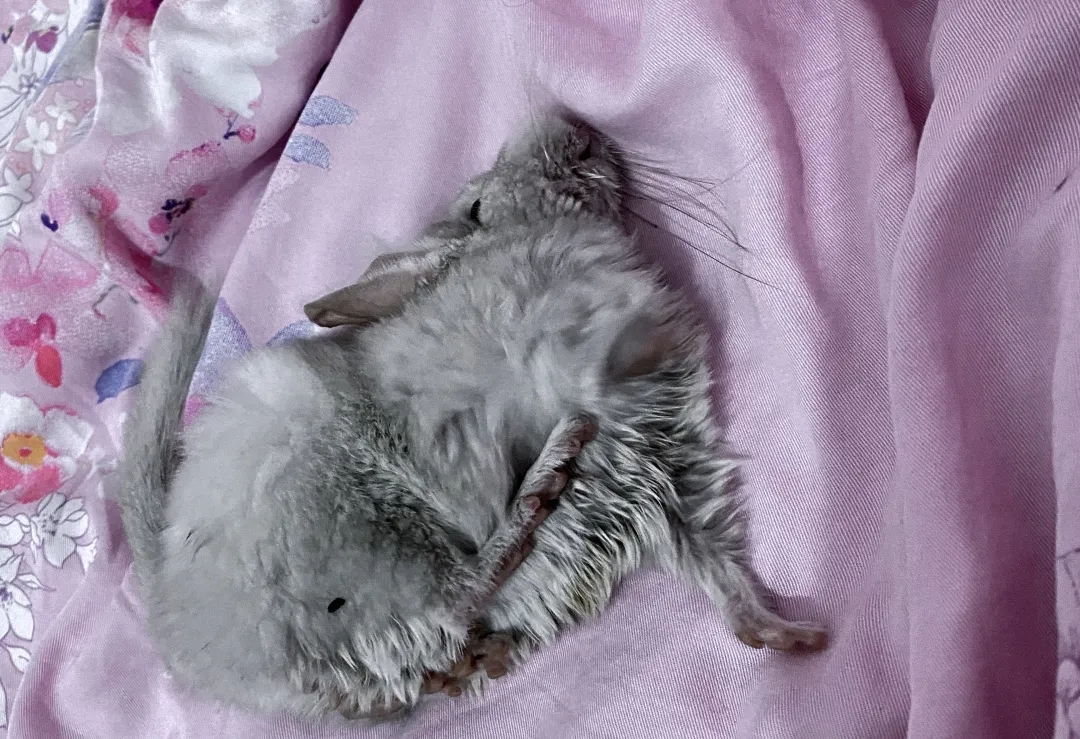 小龙猫死了如何救活,小龙猫出事没几天就生病了