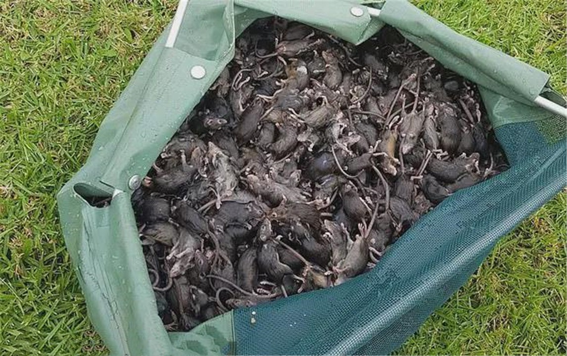 澳大利亚鼠灾到底有多可怕,澳洲鼠灾最新状况