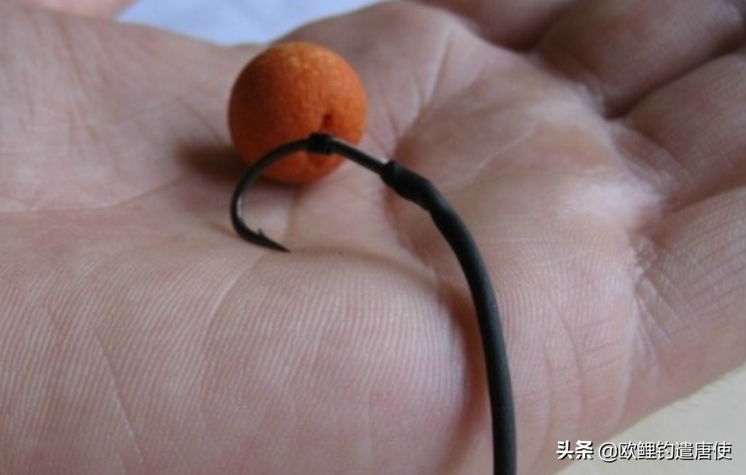 欧鲤钓适合中国吗,欧鲤钓入门