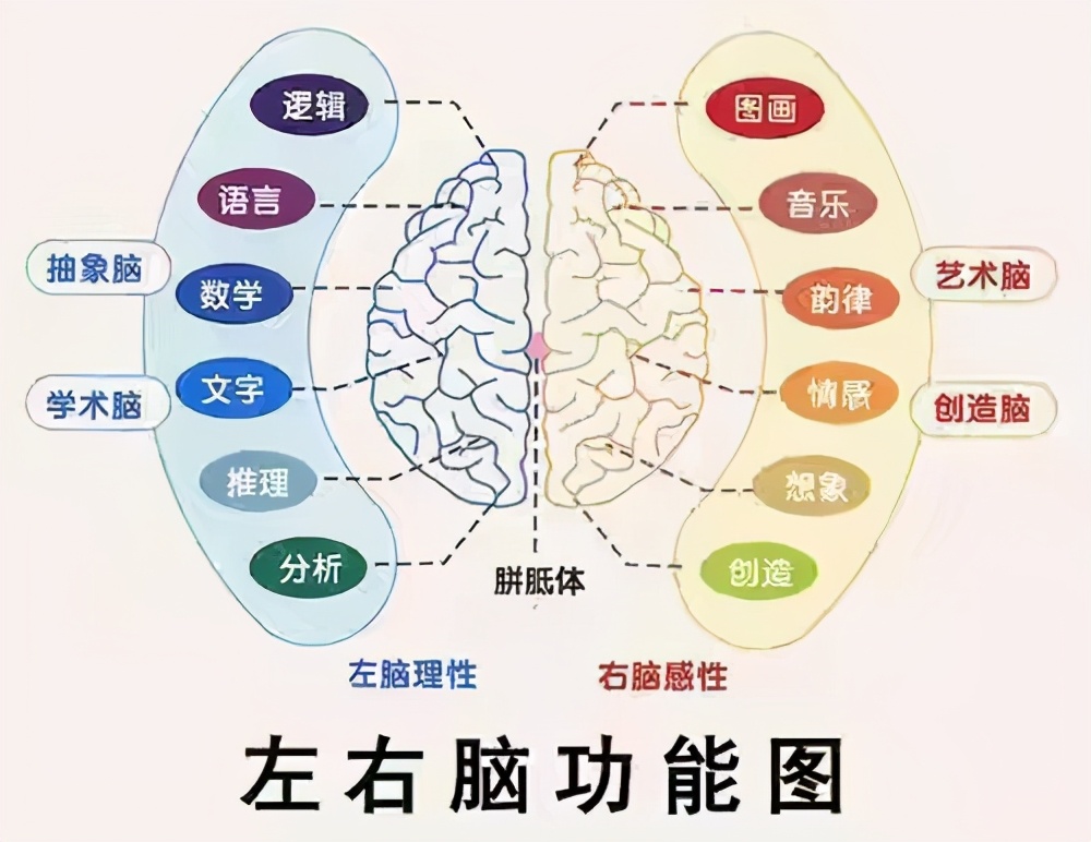 左撇子和右撇子大脑的区别,左撇子和右撇子大脑结构差别