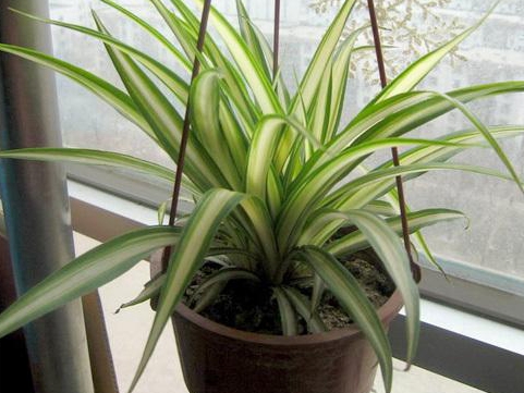 金心吊兰的养殖方法和关注事项,金心吊兰叶子根部腐烂怎么办