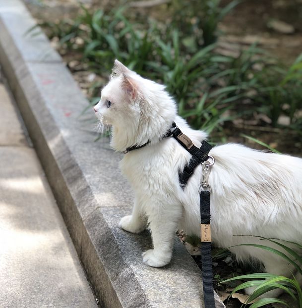 请描述中暑知识及中暑急救步骤,狗中暑能喂藿香正气水吗