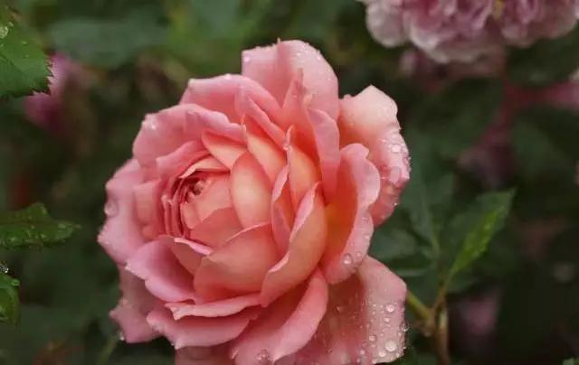 一万年一次的2020520；一起认识100种玫瑰~别送错啊