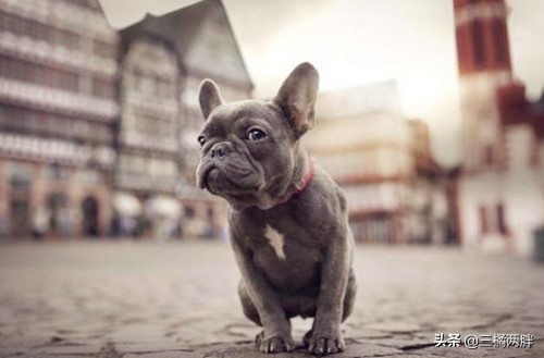 养法斗最简单方法,养法斗幼犬怎么教大小便