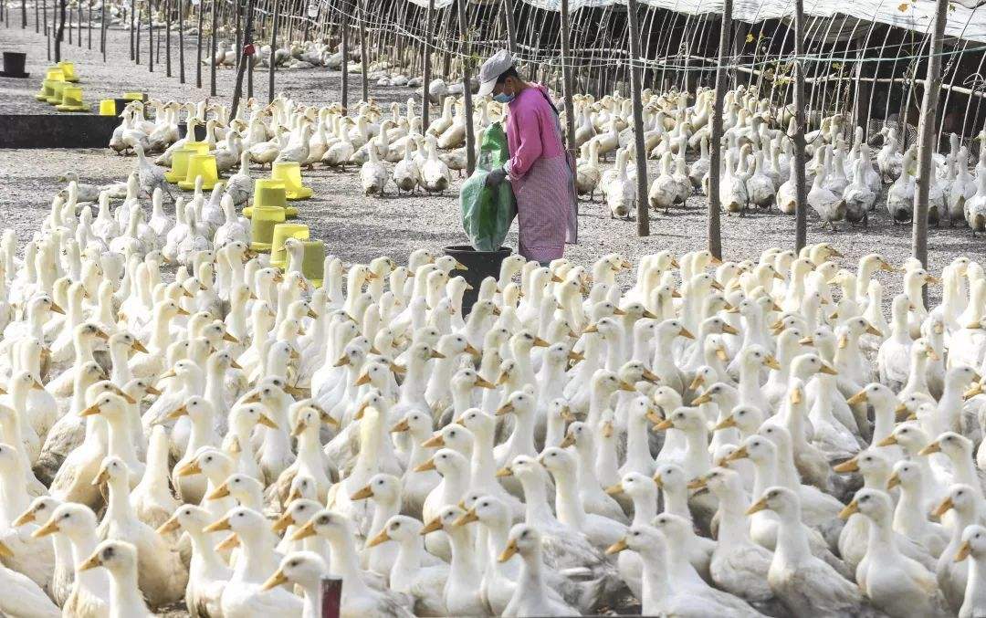 路边20元一只的烤鸭是什么鸭子,路边摊20元的烤鸭不白吃