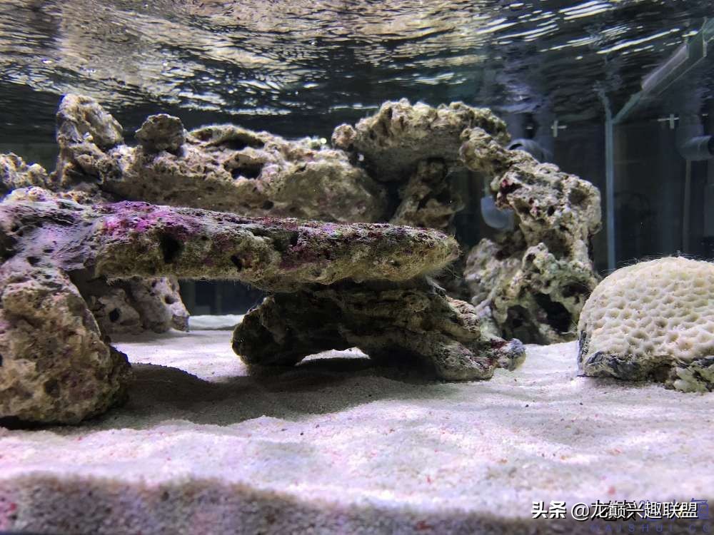 从零开始玩海缸的方法,从零开始玩海缸全过程