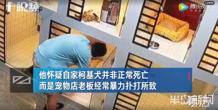 青岛宠物店柯基寄养被打死,狗在宠物店猝死