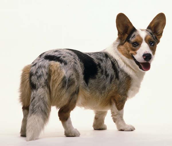 世界上所有的狗品种图片,世界最名贵的狗前十名及其简介