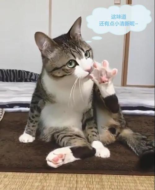 猫咪的脚毛怎么处理,猫咪脚毛不剃会怎么样