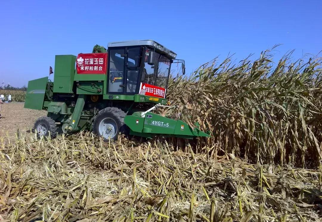 小麦已发生赤霉病怎么办,小麦赤霉病菌的危害和防治方法