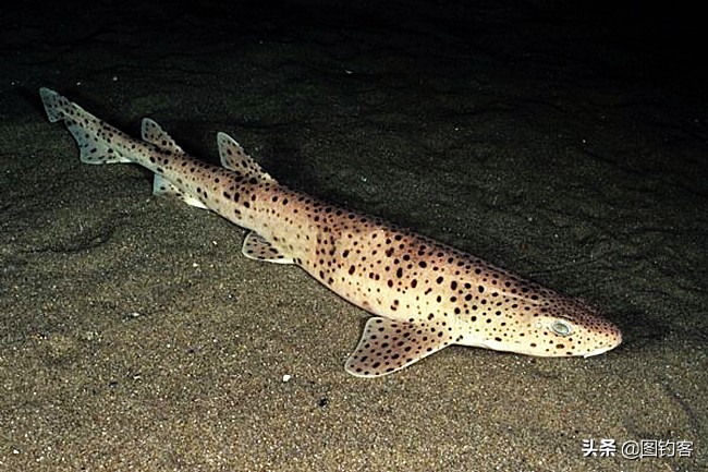 猫齿鲨可以做观赏鱼吗,猫齿鲨鲨鱼