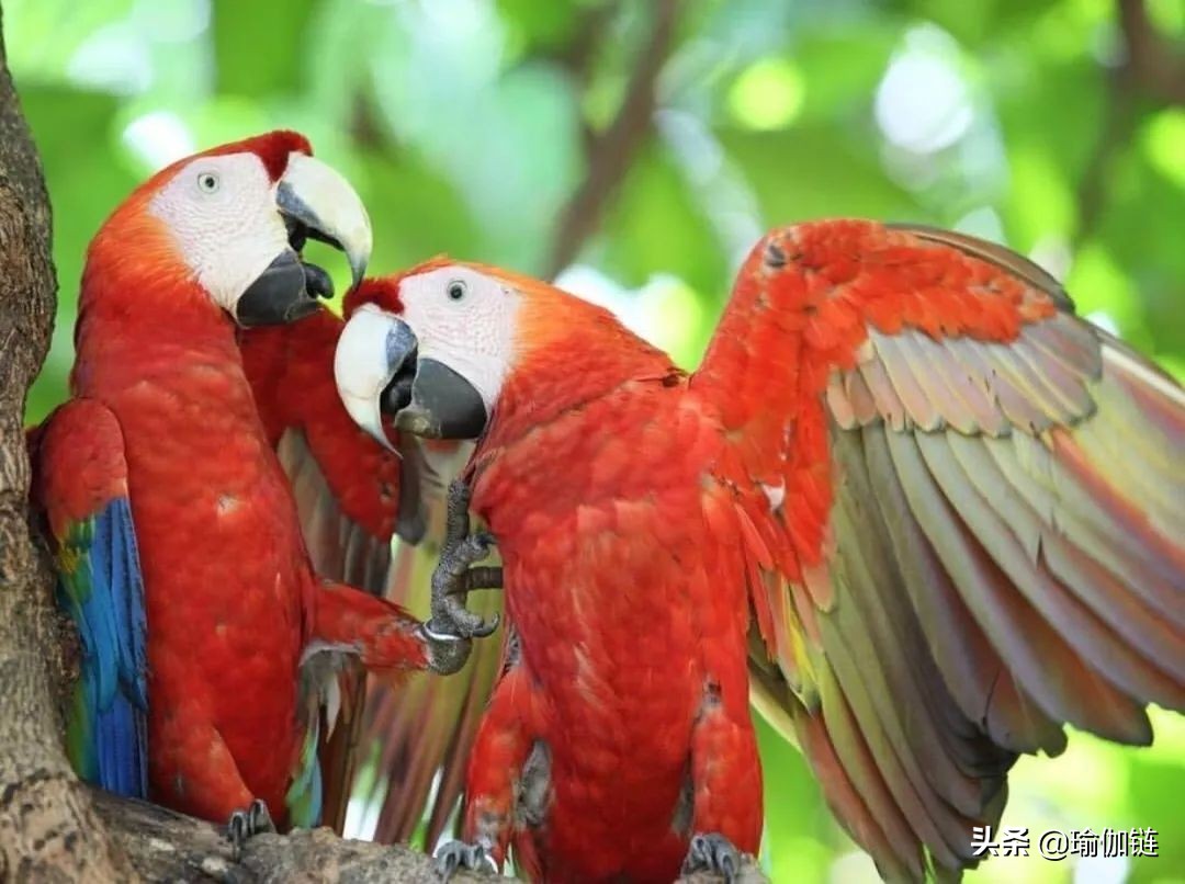 普吉岛瑜伽之旅,世界瑜伽圣地在哪里
