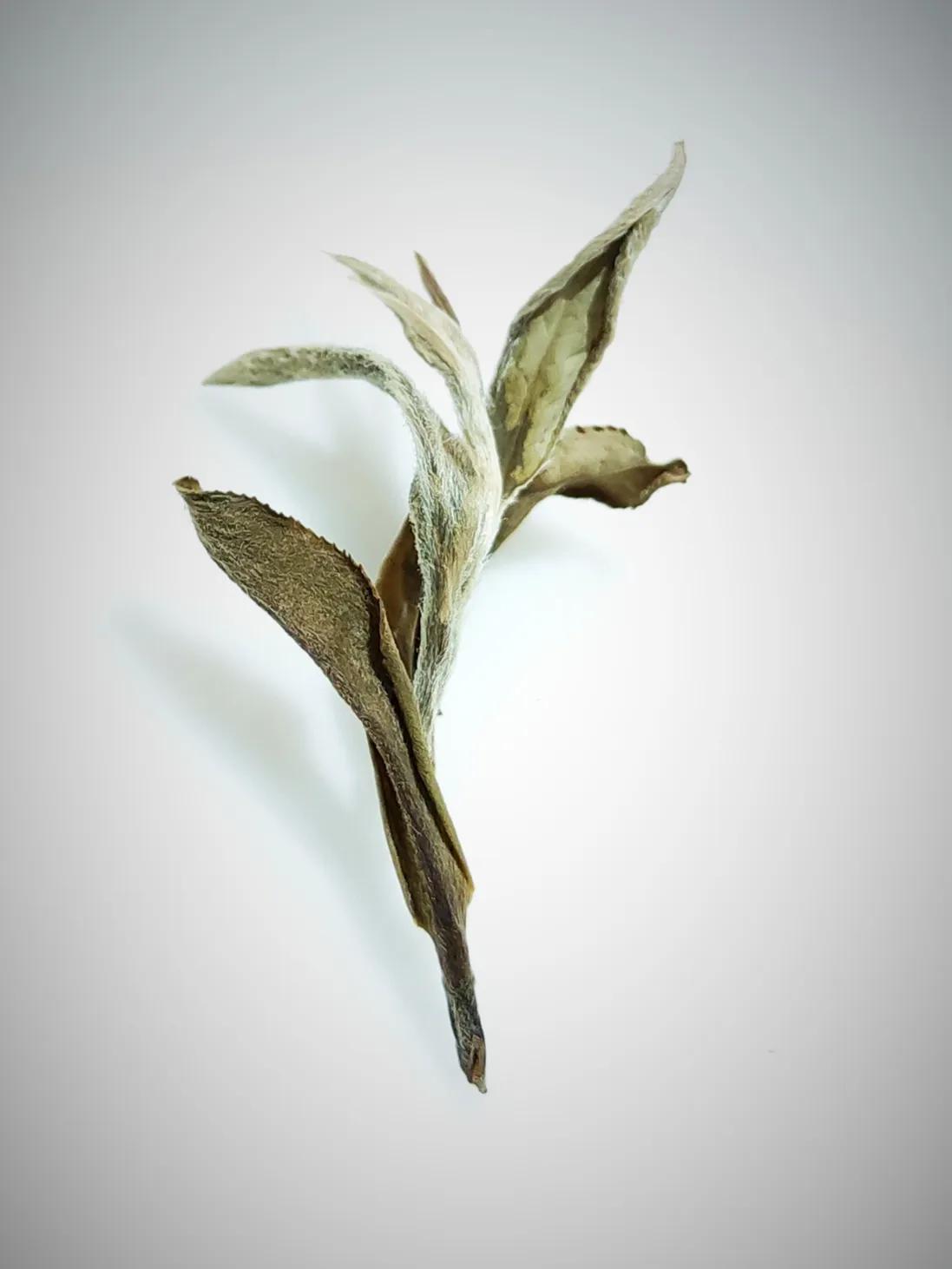 你好“独”，你“真独”，无“读”“不障夫”