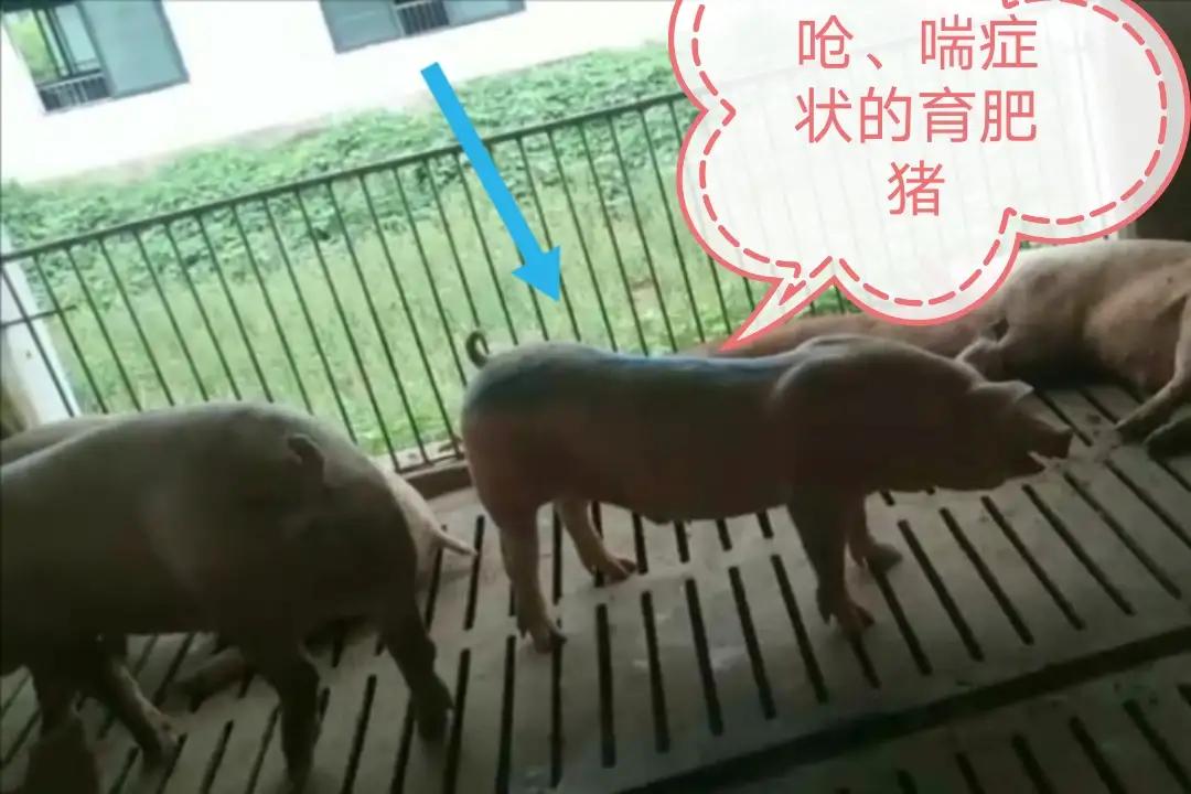 夏季猪食欲降落的原因该如何解决,猪食欲差是怎么回事