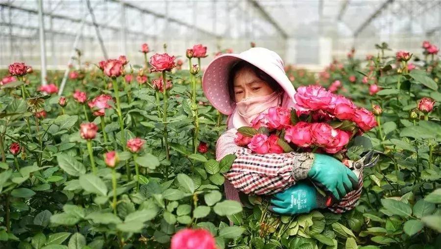 香入人心！这款易武玫瑰红每一道茶汤都是愉悦的感觉！