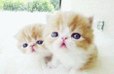 新猫到家旧猫出现应激反应,新猫到家原住民一直骂骂咧咧